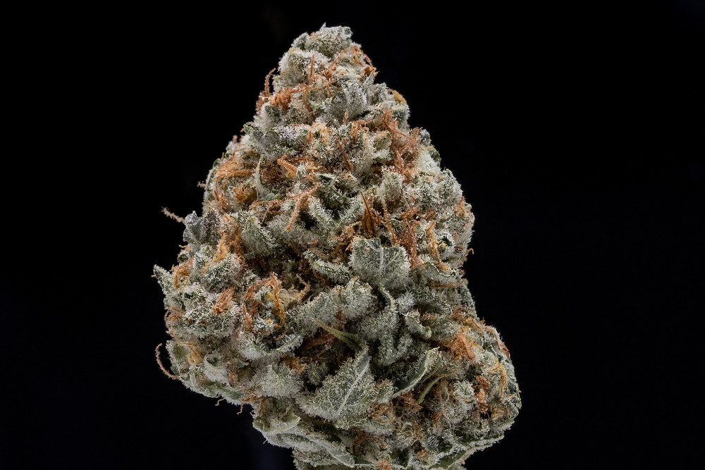 Dirty Taxi Strain by The Epic Remedy