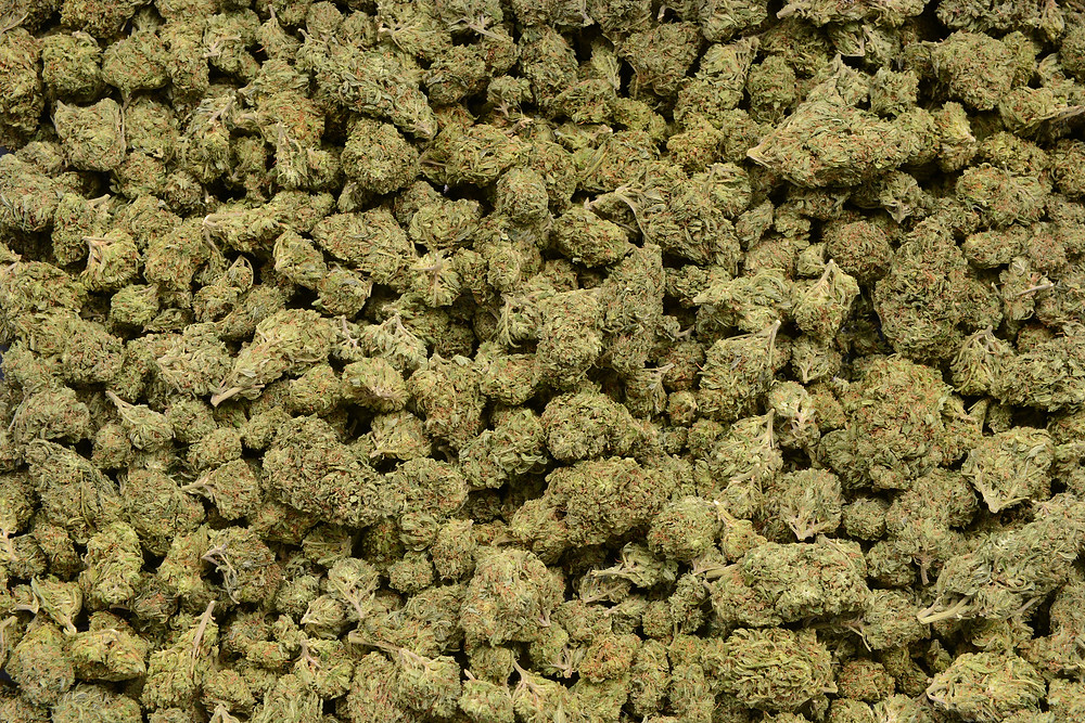 Headbanger strain profile and review by The Epic Remedy Colorado Springs best medical dispensary