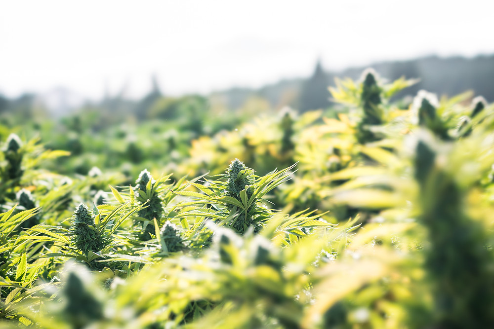Outdoor medical marijuana grow before Croptober harvest