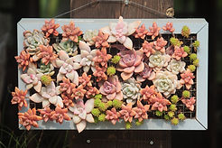 Framed Succulent Display