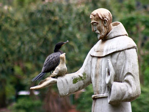 São Francisco e o cuidado com a criação