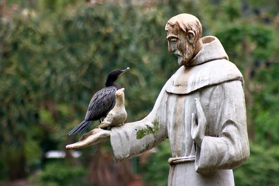 São Francisco e o cuidado com a criação