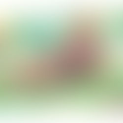 São Francisco de Assis e a dignidade da Criação