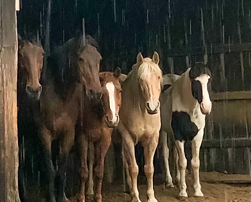 our horses.jpeg