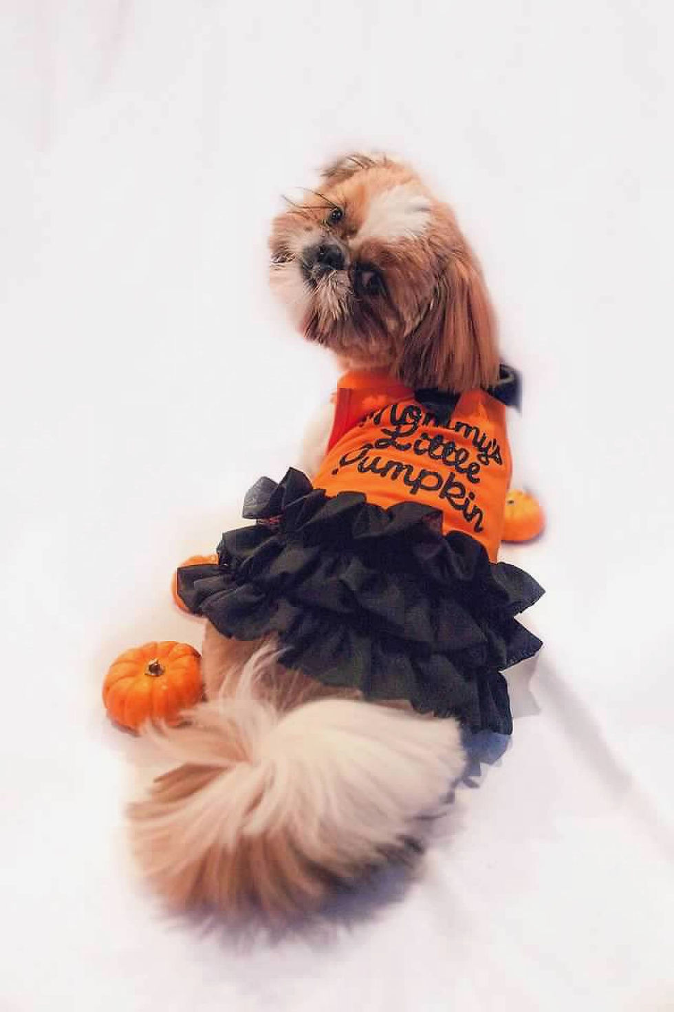 A cute dog in a Halloween dress