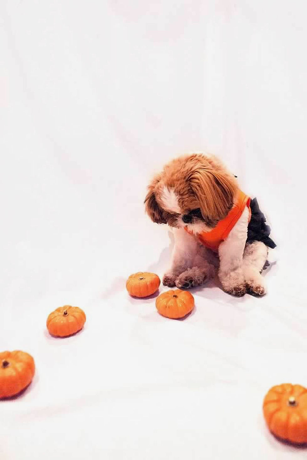 A cute dog looking at a pumpkin.