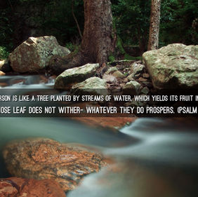 November 03, 2021: Are We Living a Life Like a Tree That Is Planted by Water? Or Do We Need Pruning?