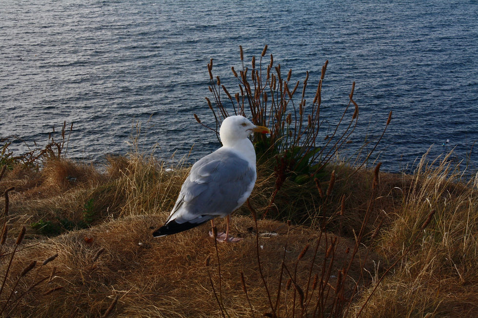 Seagull standing on a grassy coastal cliff beside rippling blue water