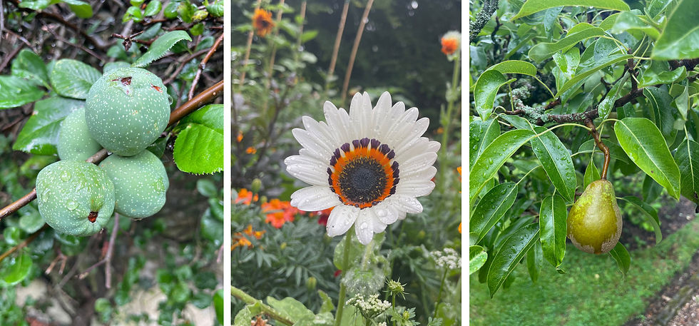 Three images: unripe apples on a branch, a wet daisy with concentric colors, and a pear hanging from a leafy branch, all in a garden setting.