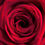 Thumbnail: Red Valentine's Roses