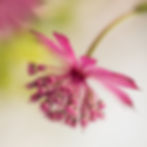 stemtation-9888-2_edited