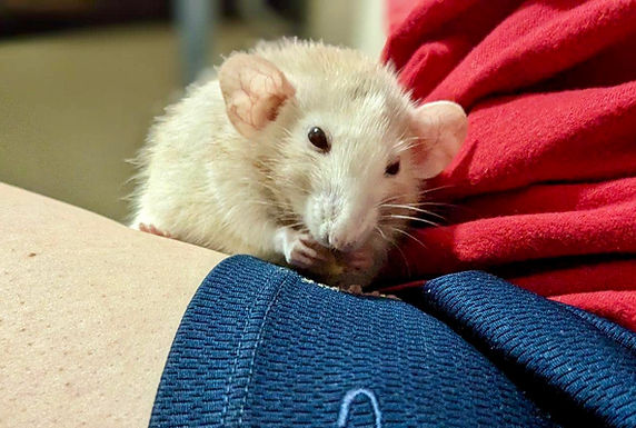 dee