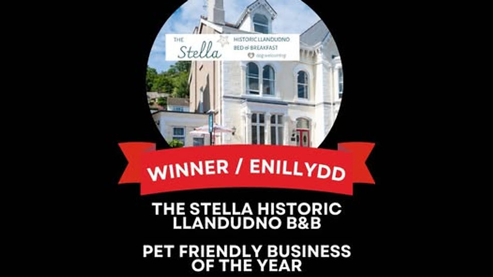 Eye-level view of a cozy guest room at The Stella with dog bed and toys