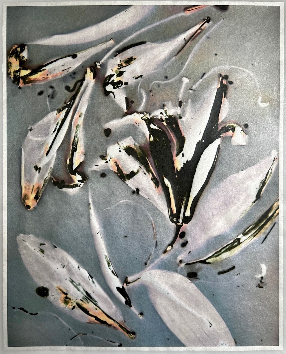 Lilium