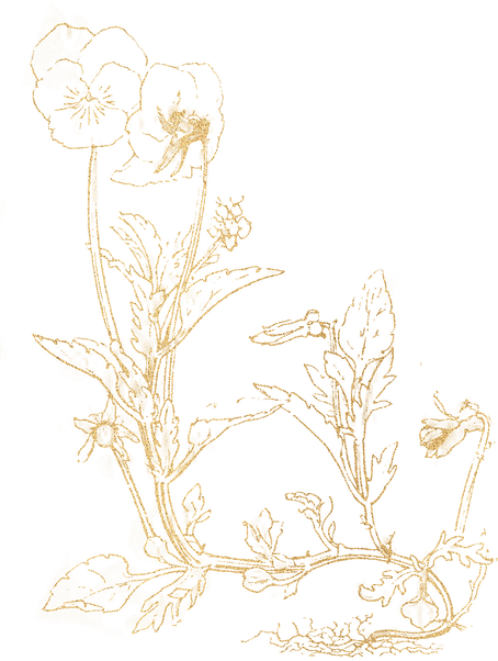 Gold botanical wildflowers