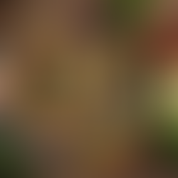 Traditional Mexican Grasshopper Protein: A Sustainable Choice