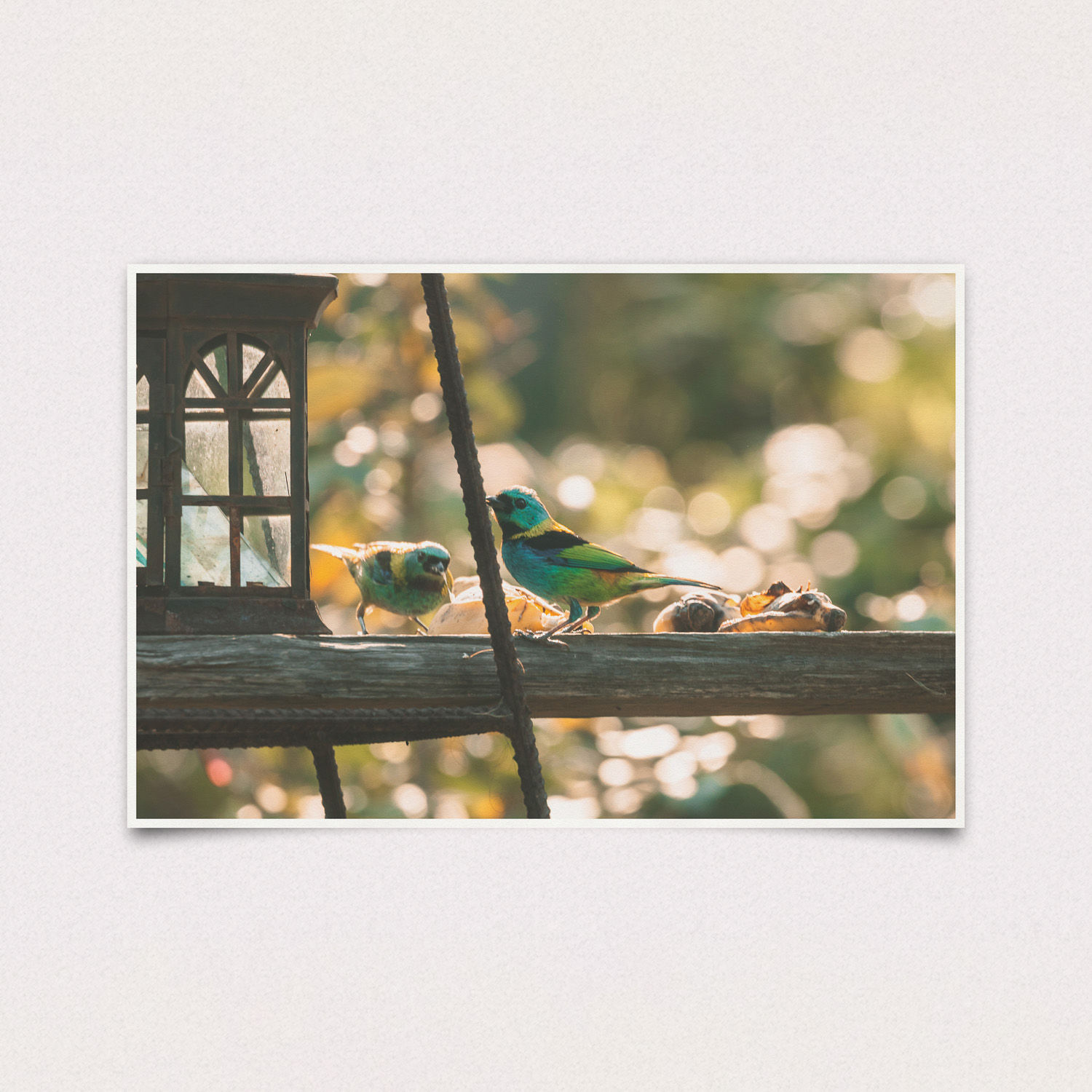 Saíras-sete-cores III