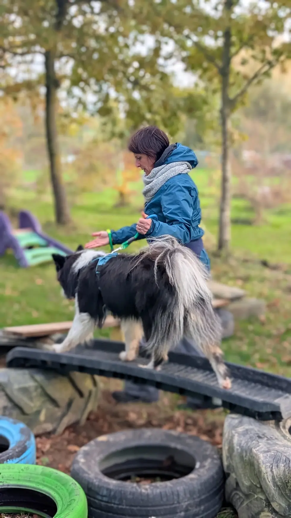 Dog Parkour