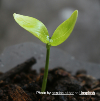 growing plant
