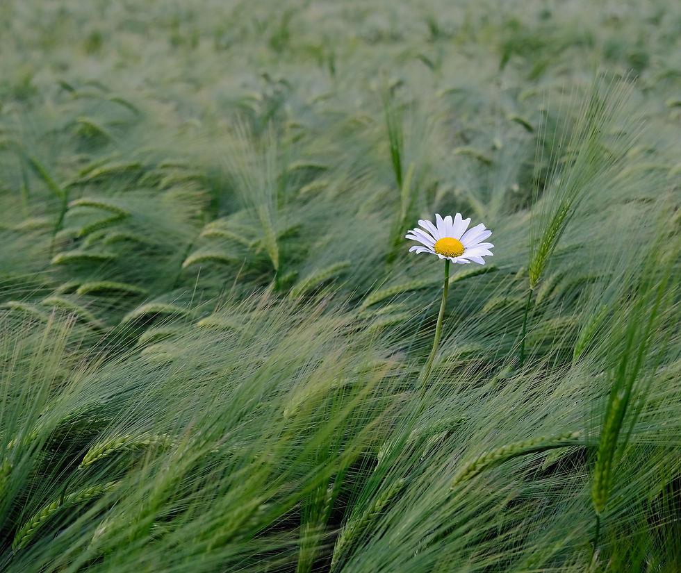 1st: Lone Daisy