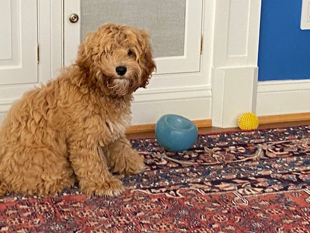 Teddy