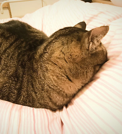 Dao Clinic - cat hiding his face in a pillow to picture grief and loss