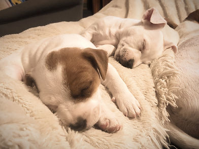Dao Clinic - Puppies sleeping like angels