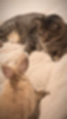Dao Clinic - Rabbit looking at a cat on a bed and managing his stress