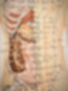 Dao Clinic - Drawing of a body with acupuncture points