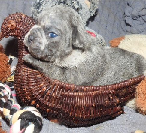 Traditional & E_x_o_t_i_c Colored Akc…