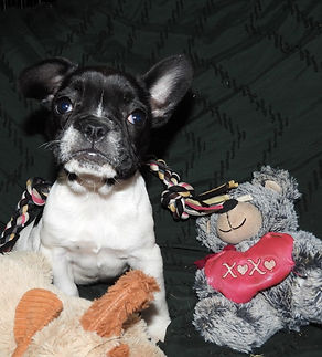 AKC French Bulldog Pup Available