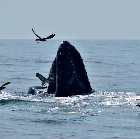 Whale cruise Sag Harbor