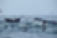 Whale Watching Sag Harbor
