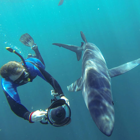 Shark Freediving New York