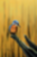 Spinnies Kingfisher 2022 resized.tiff