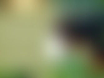 Kräutermischungen in der Pferdefütterung