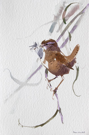 Darren_Woodhead_Wren_Watercolour