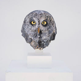 Sage of the Polar Regions – Great Grey Owl – (Head)