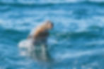 Paul's pic of a California Sea Lion surfing our wake!