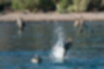 Paul's pic of dive bombing Brown Pelicans.