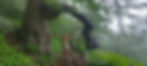 Paul's pic of me and an Oak arm in the sultry mist of Shenandoah National Park just before the following postscript.