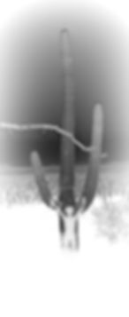 Negative Self Portrait on Saguaro - my photo