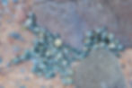 Paul's pic of a Nerite cluster - NOT the mystery beasts