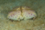 Paul's pic of a Shame Faced Crab (Calappa sp)
