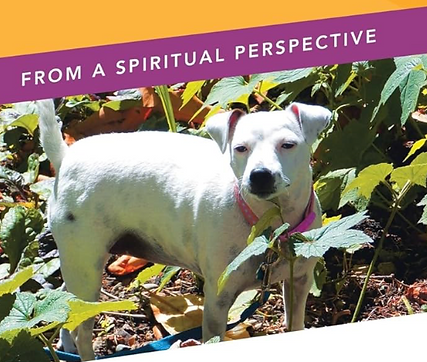 The Light Alliance Healing Modality. Mastering Energy for Health and Wellbeing of Animals, Plants and Nature Certification Course.