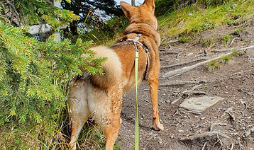 Hund jagd Katzen Augsburg Hundeschule, Hund jagt Wild Augsburg Gersthofen Königsbrunn, Hund hört nicht mehr hundeschule Augsburg, Hund folgt nicht mehr Augsburg Dasing Gerstofen Schwaben Hundeschule, Abruf beim Hund klappt nicht Hundeschule Augsburg Dogs Academy