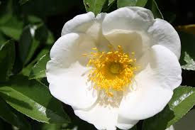 Georgia State Flower_Cherokee Rose.jpg