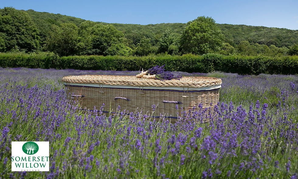 縮圖：Somerset Willow coffin in a lavender field