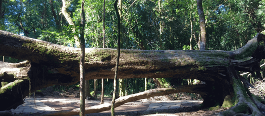 The Khasi Sacred Groves: Where It Is Prohibited to Cut Trees