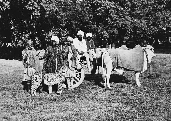 Cheetah being held with a collar and body strap by a man. Photographed during Prince of Wales India, 1875(Source: royalcollection.org.uk)